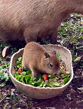 Baby Capybara Named Tupi Via San Antonio Zoo 