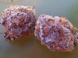 stonershy:  cotton candy kush 