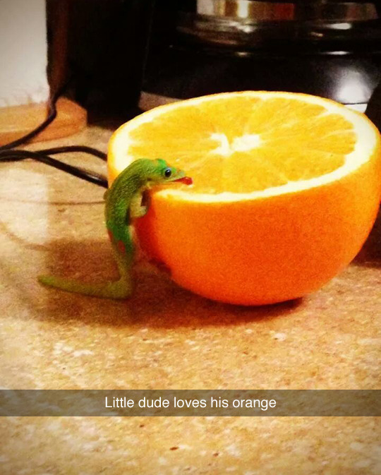 geckopaws:  an important image genre: day geckos licking things 
