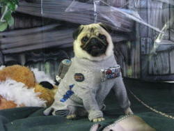 pugstumes:  first pug on the moon   Boss