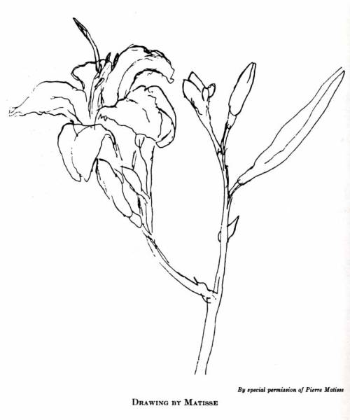 Drawing by Henri Matisse. From The Natural Way to Draw by Nicolaides.