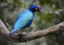 llbwwb:  Splendid Starling (by Martin_Heigan)