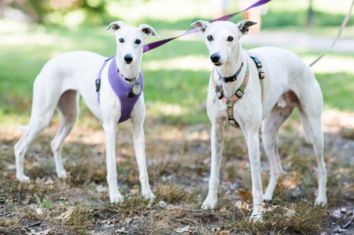 おしゃれな犬ばかり 街角のかっこいい犬が集まる海外のスナップサイト The Dogist Inu Magazine イヌ マガジン