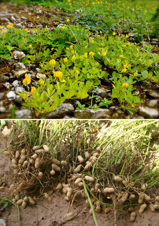 How Food Looks Before It’s Harvested.