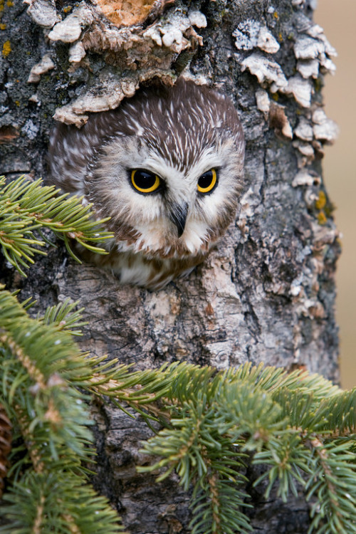 beautiful-wildlife:Northen Saw-Whet Owl by Brian Sartor