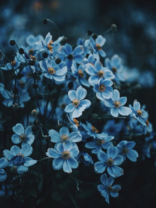 Blue Collections