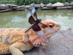 yeahponcho:  I found a dead dragonfly and put it on poncho’s head 