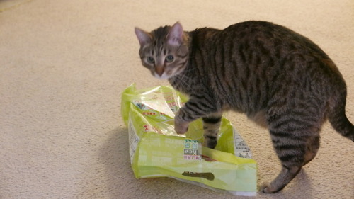 myheartleapt: Is it a semi-transparent plastic bag? Does it have a ball in it? Then it’s a toy