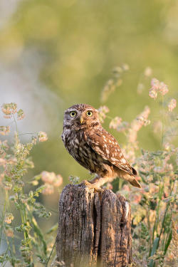allanimalsunited:  beautiful-wildlife:  The Little Owl by Roeselien Raimond  Animals 