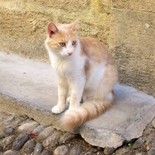 Official #pet of #Rhodes #Greece #visitgreece #latergram #august #travelsoul #travel #instatravel #v