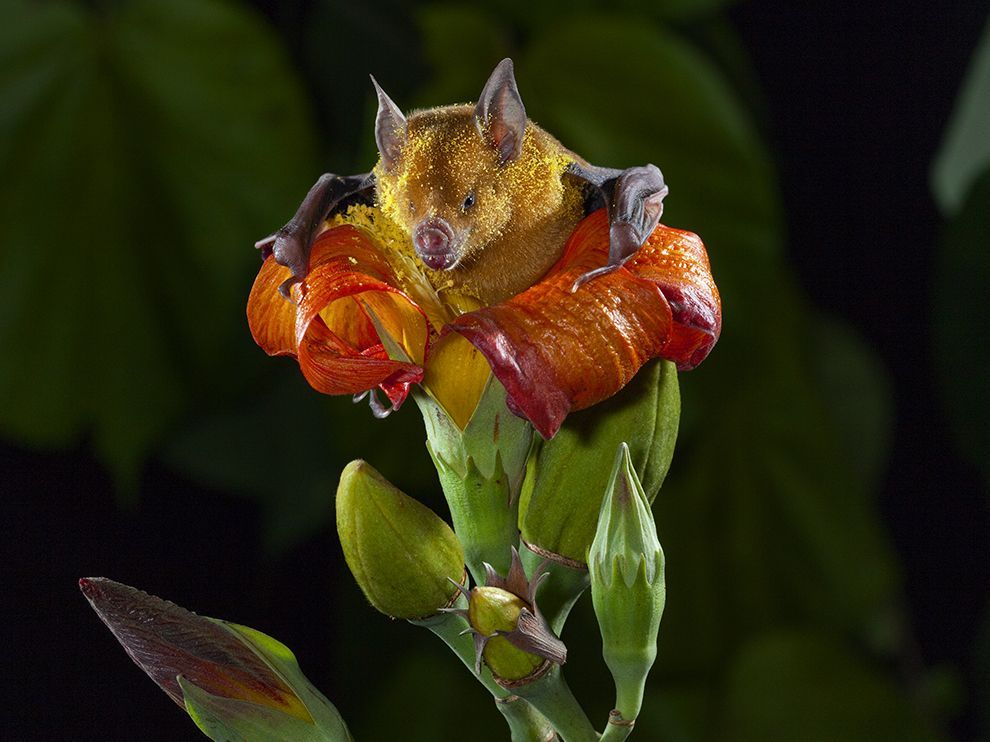 earthporn-org:  Cuban flower bat emerging from a flower of the blue mahoe tree,-