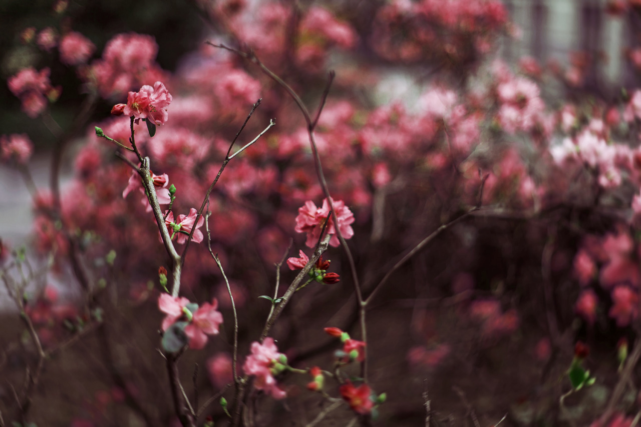 floralls:  by Xin Li