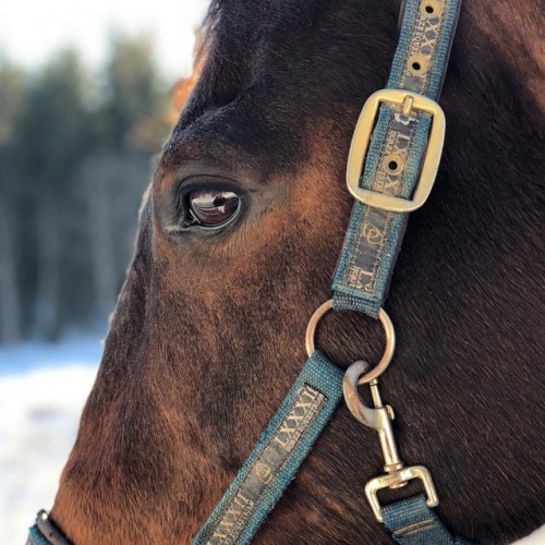 swiftedbethy13:Solan #solan #throughbred #horse #iseeyou