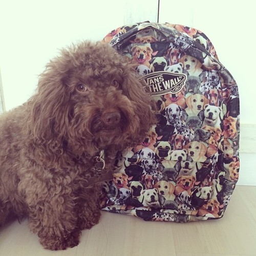 Kawaii buy: Show @aspca some love with @vans’ super-cute doggie backpack (they have kitties, too!). Adorable puppy not included. Available at @vansphilippines. #kawaiibuy #poodle #aspca #vans #vansphilippines