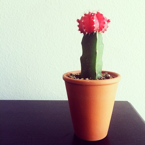 I decided to start my new garden with a plant that I know won&rsquo;t die. #homegardner #cactusf