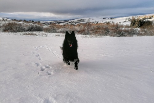 Pandolf usually walks next to me like a good dog, but when we come across a vast expanse of fresh, i