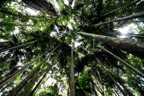 loqphotography:  Canopy