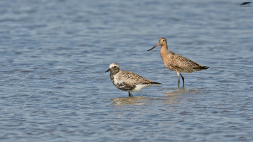 Grey Plover &amp; Bar-tailed Godwit - Tarambola-cinzenta &amp; Fuselo (Pluvialis squatarola 