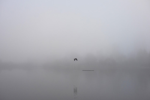 lost lagoon - fogstanley park, vancouver, bc