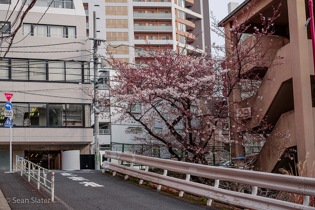 kvnai:    Shibuya Sakura by   Sean Slater