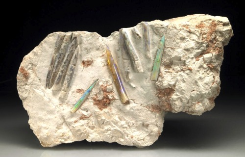 fuckyeahcrystals: Opalized belemnites. When fossils of squid-like belemnitida dissolved by acid