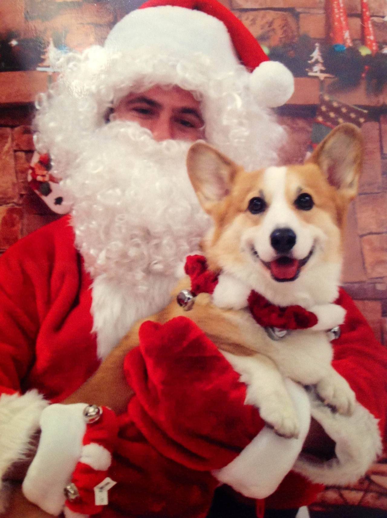 corgiaddict:  Cody got his picture taken with Santa!  Why can&rsquo;t there be