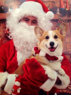 corgiaddict:  Cody got his picture taken with Santa!  Why can&rsquo;t there be a job that just let&rsquo;s you be Santa for animals so you can sit there for hours and hold different puppies and kittens and omg I would apply for that job 