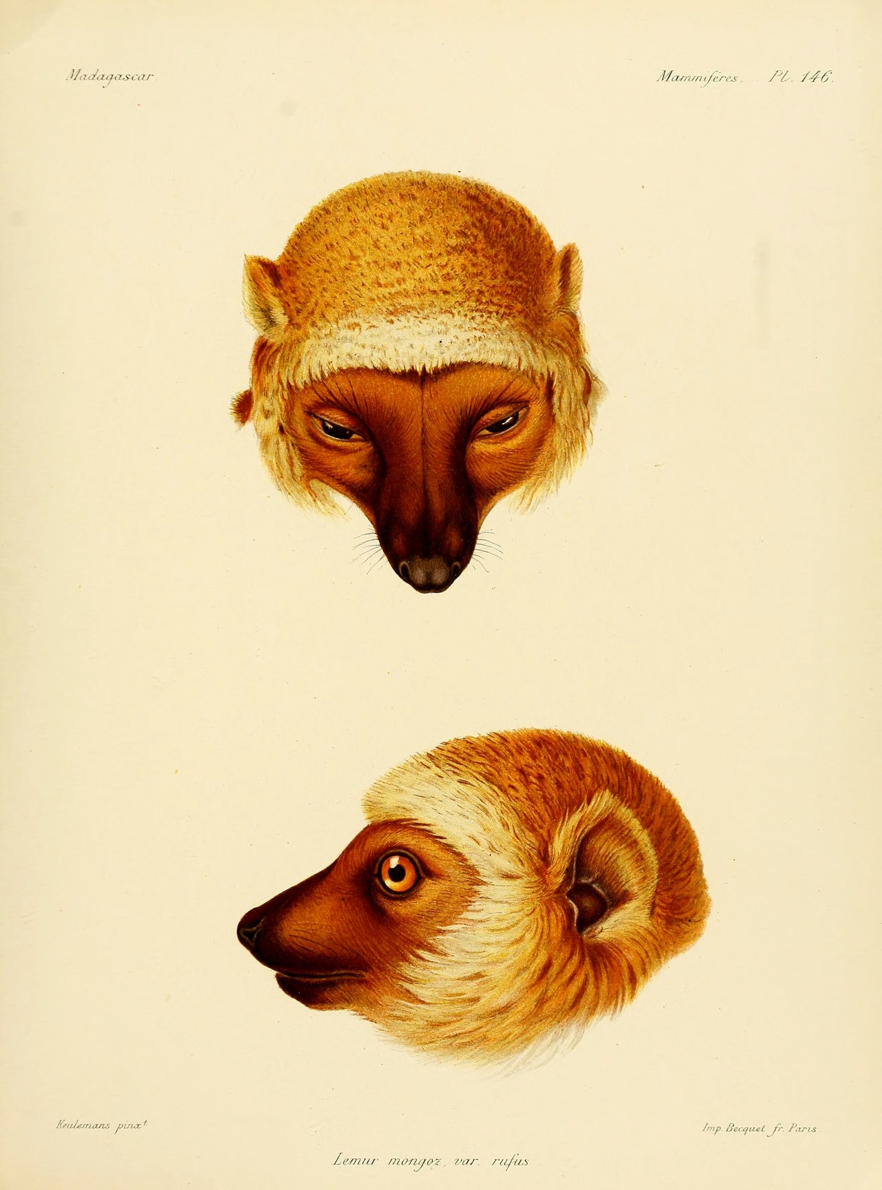 wapiti3:    Natural history, natural, and political Madagascar; LEMURS  By Grandidier,