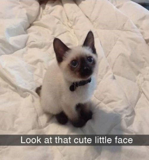 animalsnaps:More cat snaps