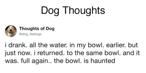 some-sort-of-ecologist:  thriveworks: Dog Thoughts (see 10 more)  