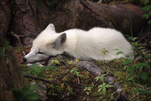 everythingfox: everythingfox: Forest dog /sneeky snek