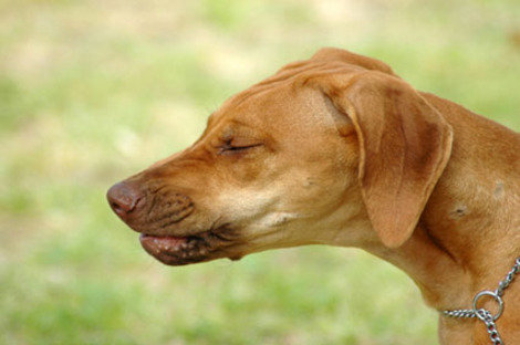 tastefullyoffensive:  Dogs About to Sneeze [via]Previously: Cats About to Sneeze 