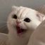 psycholilcat