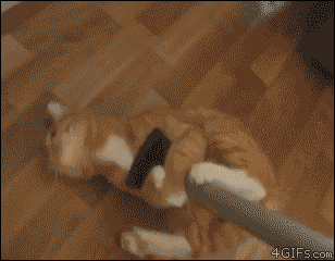 babyanimalposts:  feeling down? you need this baby animal blog