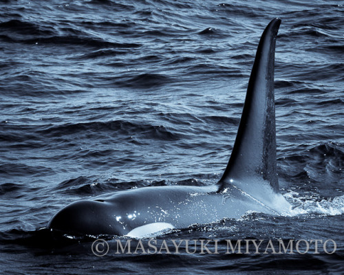 Various photos of Japanese Orca in the Nemuro Straight and Sea of Okhotsk by Masayuki Miyamoto.