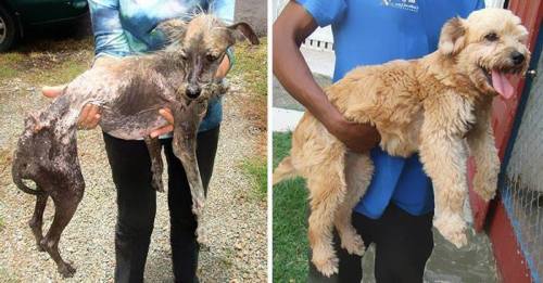 Porn Pics  Rescued dogs - before and after! These people