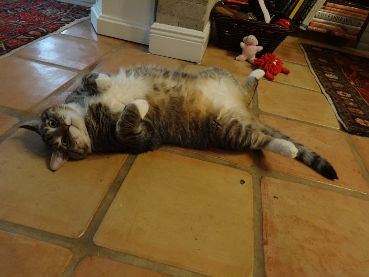 derpycats:  Dixie and her babies.   Carter will just flop down like this anywhere!
