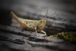 earthwillott:  July ‘15 - Field Grasshopper - Chorthippus brunneus - Found this lovely fella hiding out in our exploratorium onsite ( I work in an outdoor field centre), what a beauty! The main characteristic I used here to identify him from other species