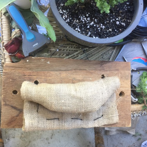 My first Juniper Bonsai tree and replanting my Fern. Templeton was happy to help me!