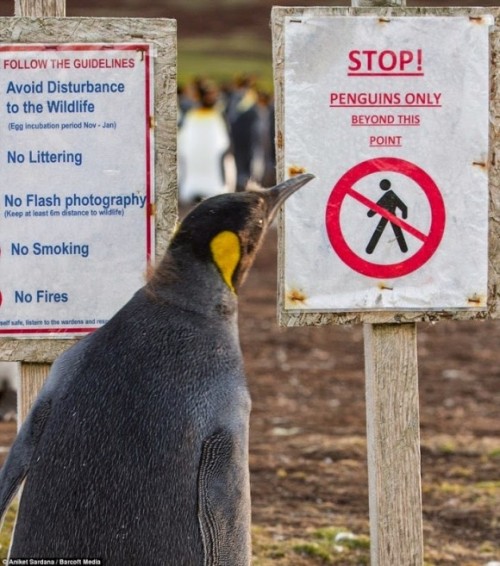 constable-connor: “I can’t read…”