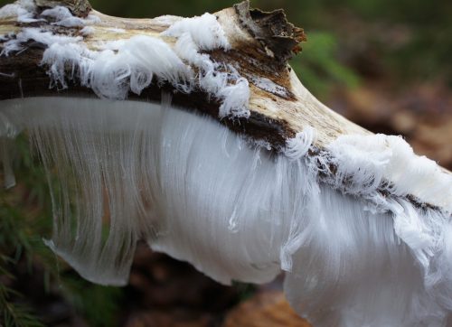 Hair IceIf you’ve ever had the chance to hike into a boreal forest on a midwinter morning, you might