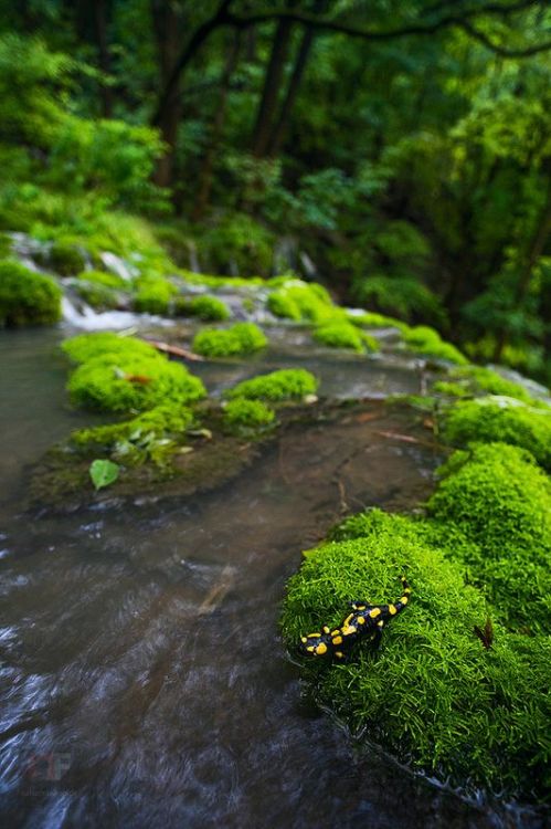 spiritofthewoodlands: salamander’s habitat by stephan_amm 