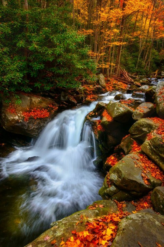 landscape-lunacy:  Great Smokey Mountains, Tennessee - by Miles Smith