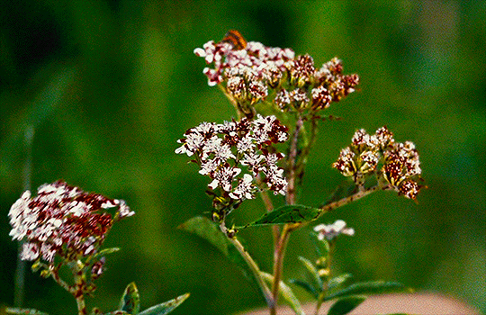 monsieurphantom:   Just as a flower does not choose its color, we are not responsible