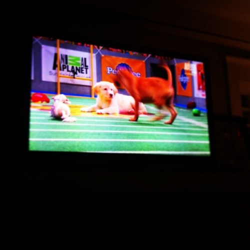 thewilliambeckett:  What to do while waiting for the NFL to get their shit together. #puppybowl