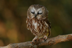 vurtual:  Sleepy Saw-whet Owl (by Alex Thomson)