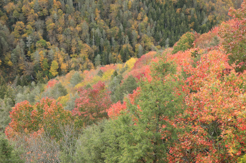 Above is a sampling of the fall colors from this past weekend at Blackwater Canyon. Due to the extre