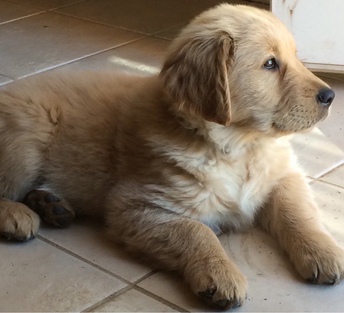 Puppies to the Rescue!