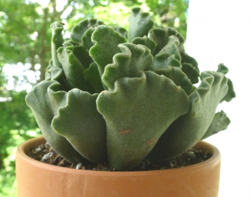 I have a type.  My type is plants with pudgy weird-shaped leaves. Adromischus cristatus.