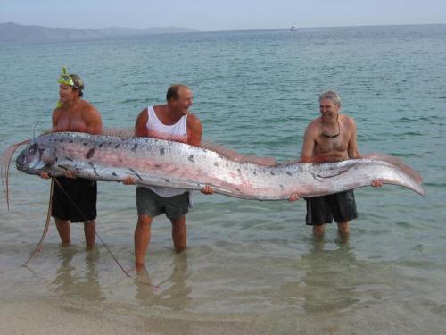 wankercat:underthevastblueseas:At up to 36ft in length, the oarfish is the largest bony fish known t